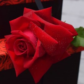 c0384504cb3f4d459036e395070b57e0