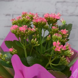 c06015c7b2712619d90b7246af5fbfb4