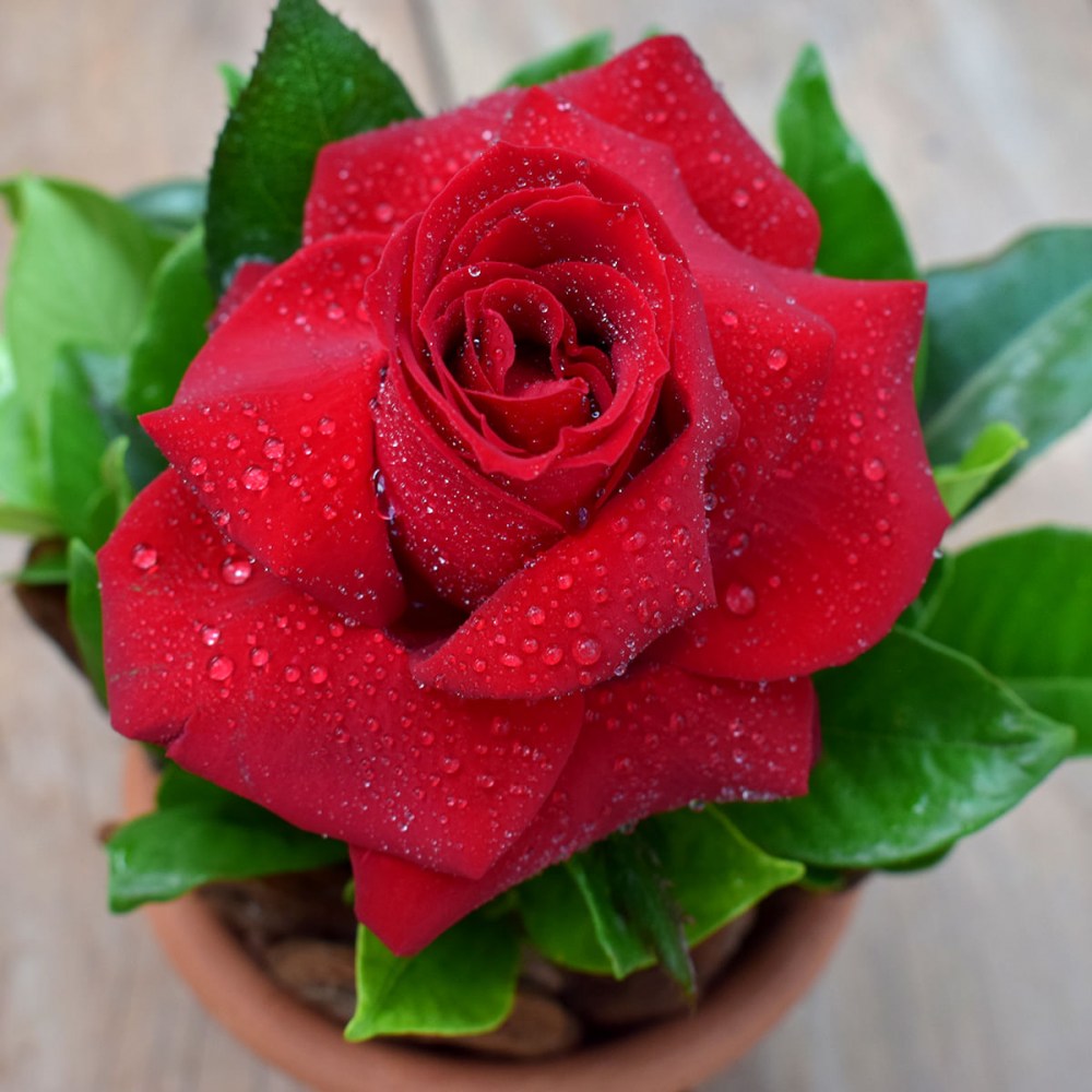 c81c9412e60ee26a0bb9939c5437951e