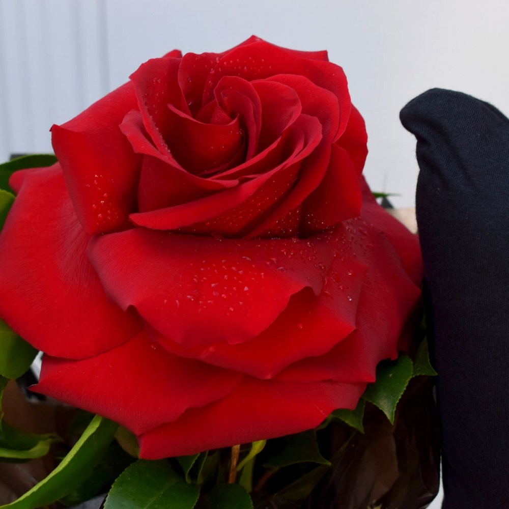 c866c6a12ee6cc95311b4bbfae5207e9