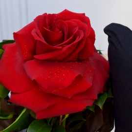 c866c6a12ee6cc95311b4bbfae5207e9