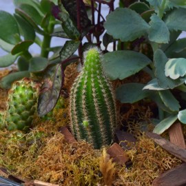 ce2fa02ae01c55add79c058834377751