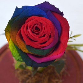 cf95410a2e0f7c027670fbe7c6eb5458