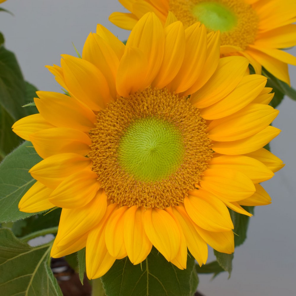 d1193b590df0bc87efa2a5d43c6a7f96