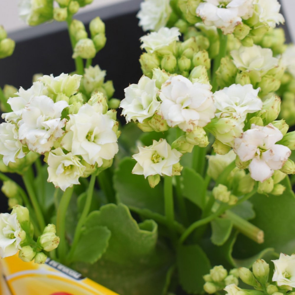 db1d5d6e39cd61a48ef616395475ce2d