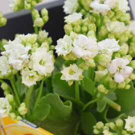 db1d5d6e39cd61a48ef616395475ce2d