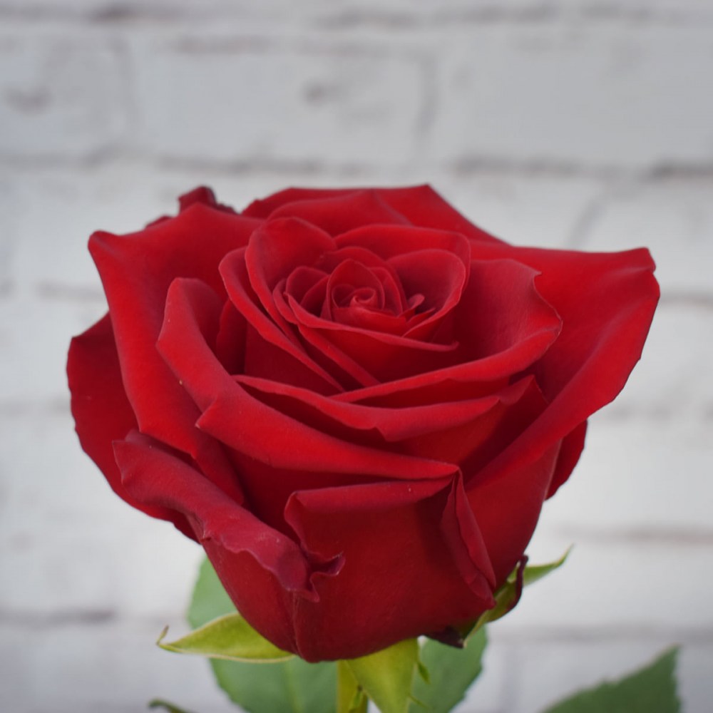 e2516b5e551a17593140f72a95522d25