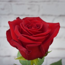 e2516b5e551a17593140f72a95522d25