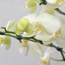 e4778189a5d9c199e8e56d4bc5be2b71