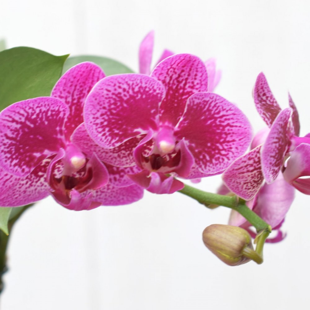 e7c8d596b5d90323414a3a96c8d1cf83