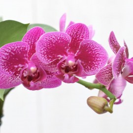 e7c8d596b5d90323414a3a96c8d1cf83