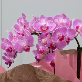 ead576149f4a686e7da78b4aa4b13441