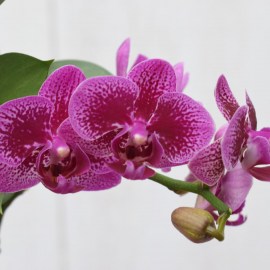 edcc533cdd2b6304898f5a51cdf2c2fa