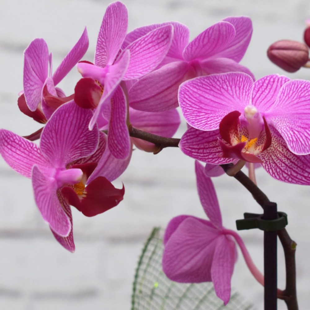 fbe30ec526254c8e172a749a529fc844