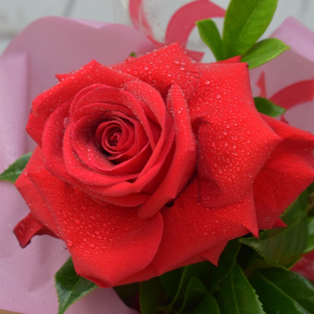 fee6df884aada8270ae8ee7fbf851e42